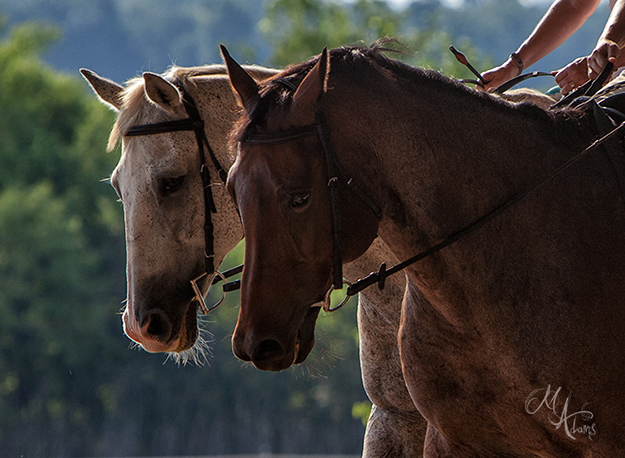 dressage photo copyright monica adams photography