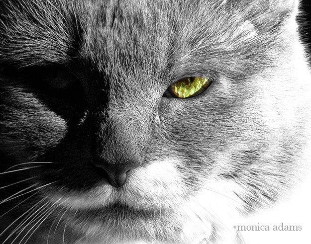 Beware the Gato by Monica Adams Photography