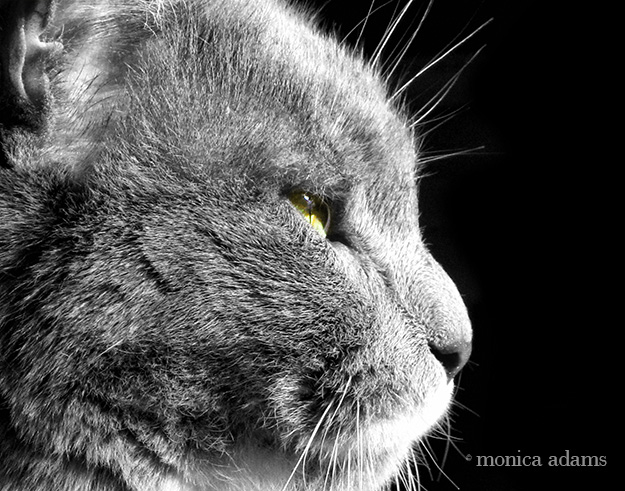 Beware the Gato by Monica Adams Photography