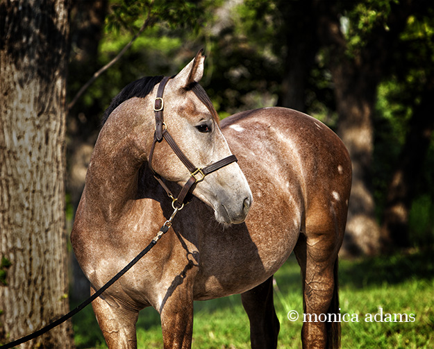 Warmblood horse photo copyright Monica Adams