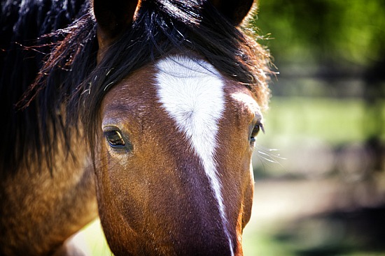 Barn Horses