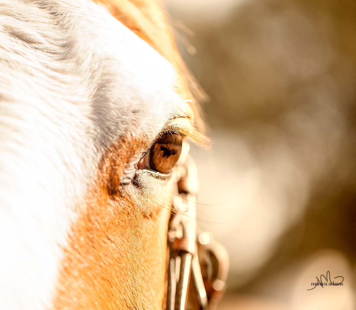 Palomino Cowpony