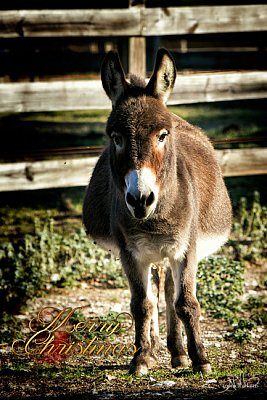 4x6Donks-v2.jpg