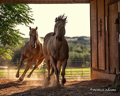 6342-barn.jpg