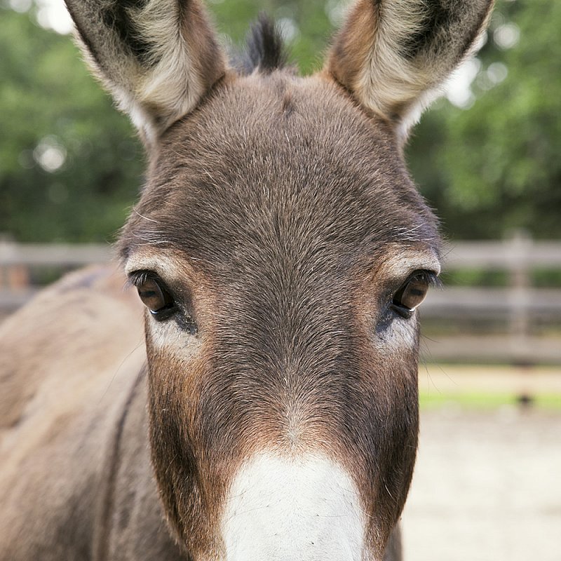 Miniature Donkey by Monica Adams