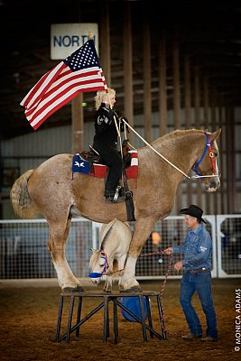 2008 Bluebonnet Equine Expo - Austin, TX