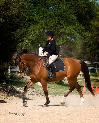 April 2008 Bare Bones Dressage Show - Austin, TX