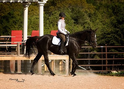 April 2008 Bare Bones Dressage Show - Austin, TX