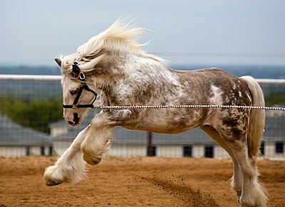 2008 Bluebonnet Equine Expo - Austin, TX