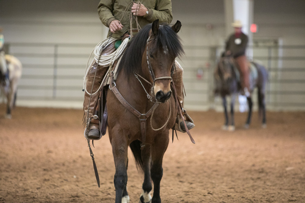 Buck Brannaman by Monica Adams