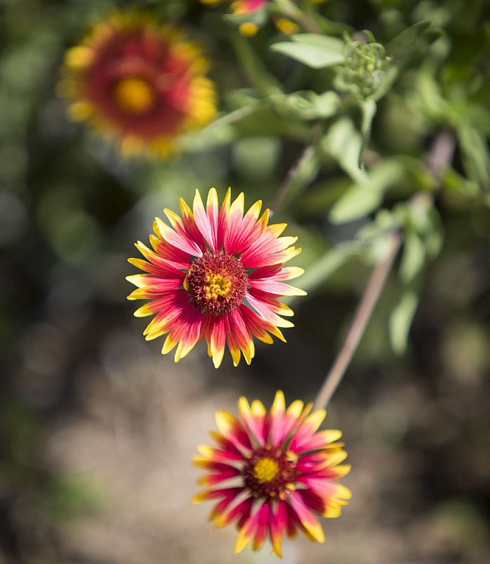 Texas Wildflowers