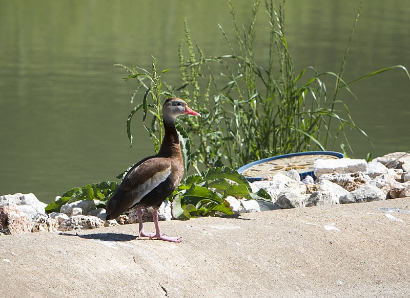 Black Bellied Whistling Duck