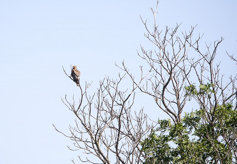 Red Tailed Hawk