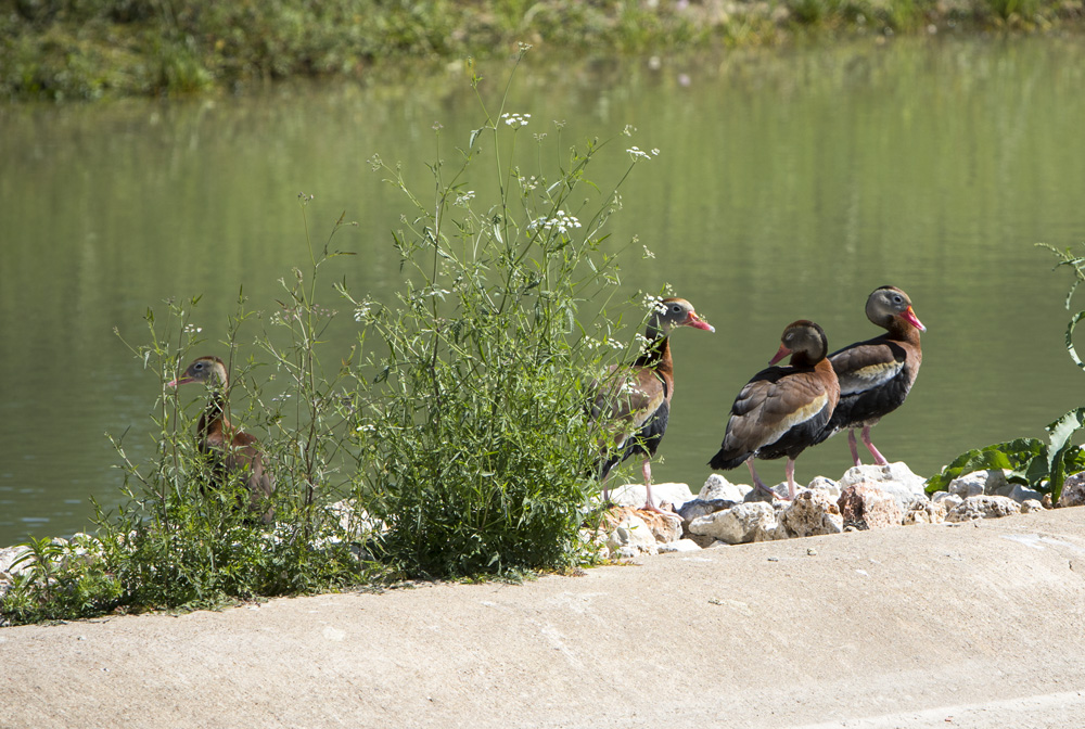 Black Bellied Whistling Ducks