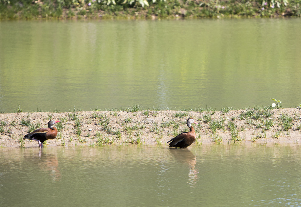 Whistling Ducks