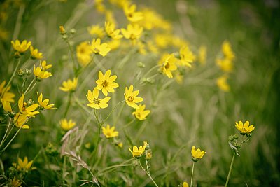 April wildflowers